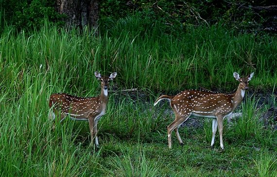 Famous Parks in Mysore-Nagarhole National Park