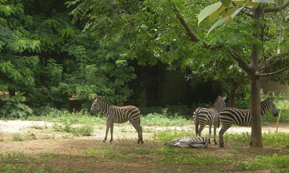 Famous Parks in Mysore-Sri Chamarajenra National Park