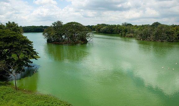 Famous Parks in Mysore-Karanji Lake Nature Park