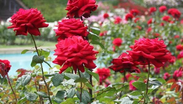 celebru Parks in Ooty-Rose Garden