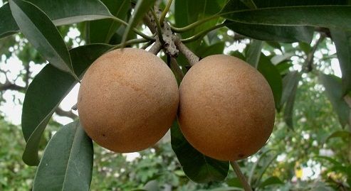 Sveikata benefits of Sapodilla fruit