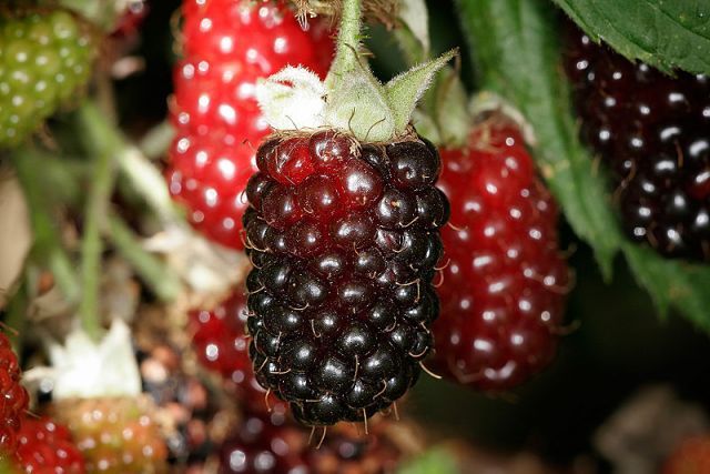 Beneficii of Boysenberries