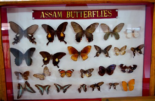 butterfly-museum_shillong-tourist-places