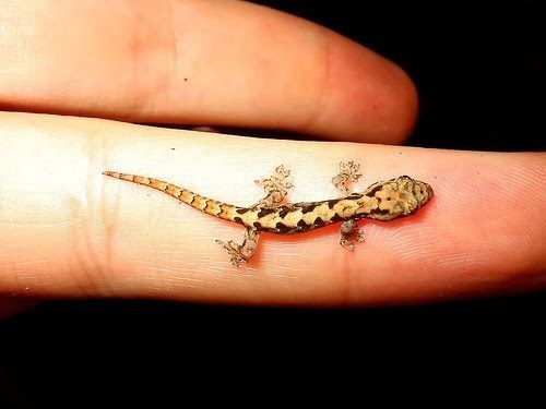 Szikrázó Gecko Tattoo Design