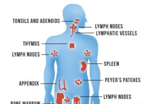 Silpnėja Body Immune System