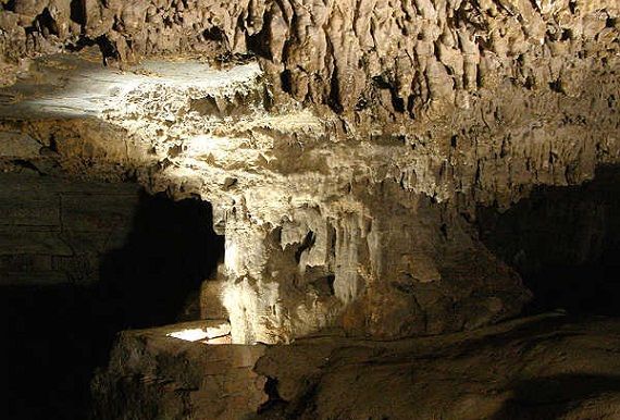 Stebuklai of Belum Caves -Banyan Tree