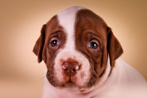Absolutely Adorable Ameriški Pit Bull Terrier Puppies Photos