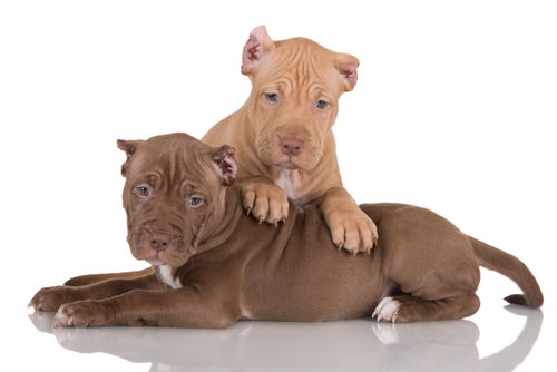 Absolutely Adorable Ameriški Pit Bull Terrier Puppies Photos