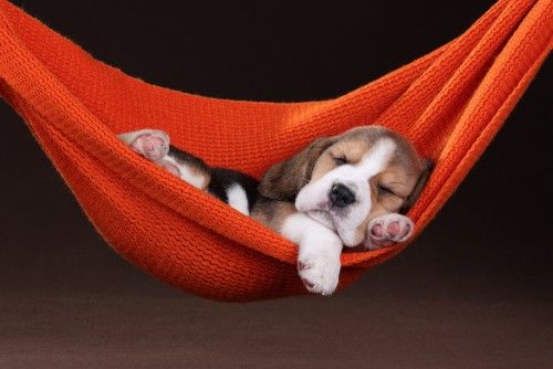 Teljesen imádnivaló Beagle kölykök Fotók