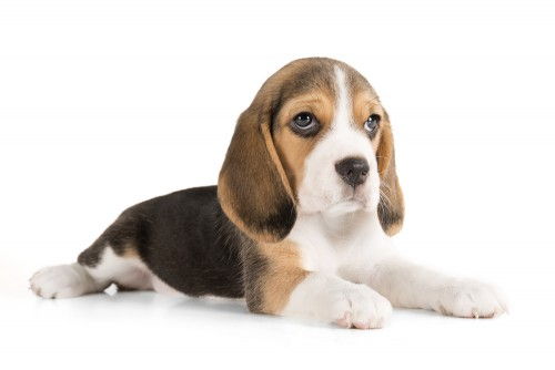 Visiškai žavingi Beagle šuniukai Nuotraukos