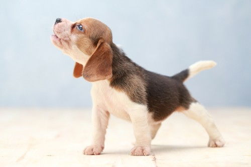 Teljesen imádnivaló Beagle kölykök Fotók
