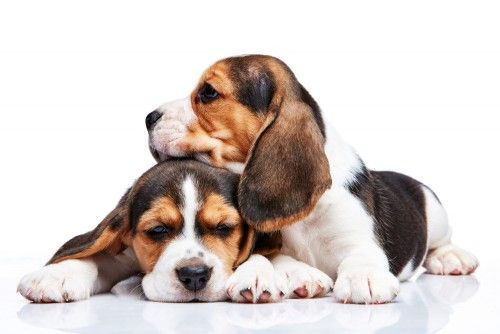 Visiškai žavingi Beagle šuniukai Nuotraukos