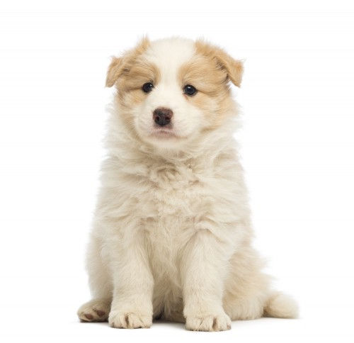 Absolutno adorable Border Collie Puppies Fotografije