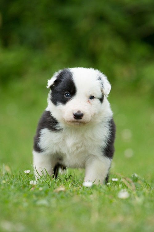 Absolutno adorable Border Collie Puppies Fotografije