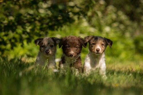 Absolutely Adorable Border Collie Puppies Photos