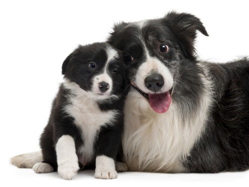 Absolutely Adorable Border Collie Puppies Photos