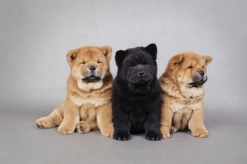 Absolutno čudovit Chow Chow Puppies Fotografije