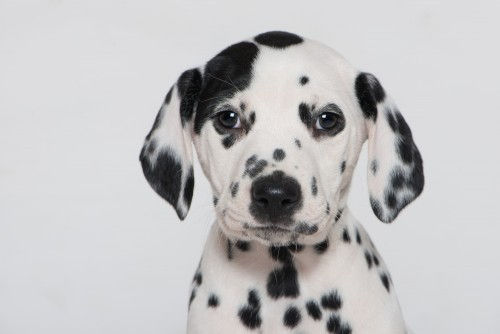 Absoliučiai žavinga Dalmatijos šuniukų nuotraukos