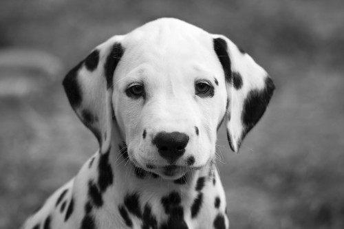Absoliučiai žavinga Dalmatijos šuniukų nuotraukos