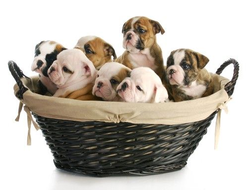 Absolut Adorable English Bulldog Puppies Fotografii