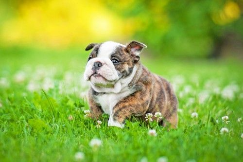 Absolut Adorable English Bulldog Puppies Fotografii
