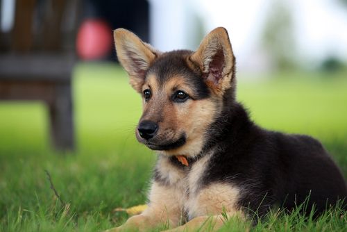 Absoliutus žavinga vokiečių aviganių šuniukų nuotraukos