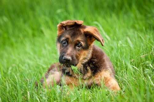 Absoliutus žavinga vokiečių aviganių šuniukų nuotraukos