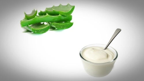 Aloe Vera For Acne - How To Use It-Aloe Vera Yogurt Paste