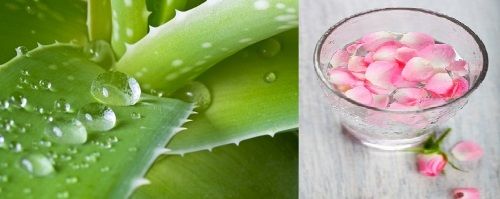 Aloe Vera For Acne - How To Use It- aloe vera and Rose water