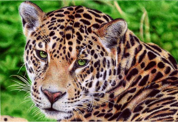 Animal Portrait Drawings by Samuel Silva
