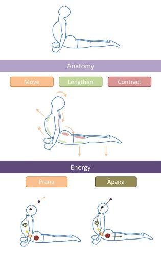 Bhujangasana Yoga (Cobra Pose) - Koraki in njegove koristi | Styles At Life
