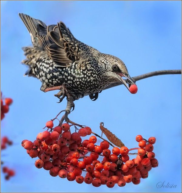 Bird Photography by Anna Solisia