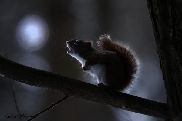 Cute Animal Photography by Andre Villeneuve