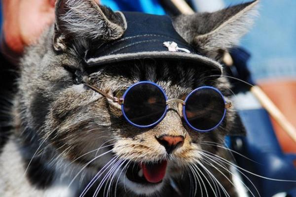 Mielos katės nešiojamieji akiniai
