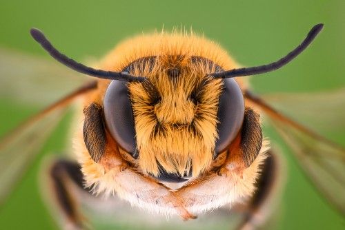 Sanje o čebelah