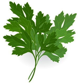 natūralus abortion-by-parsley-leaves