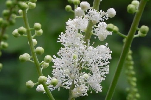 herbal-remedy-for-abortion-black-cohosh-method
