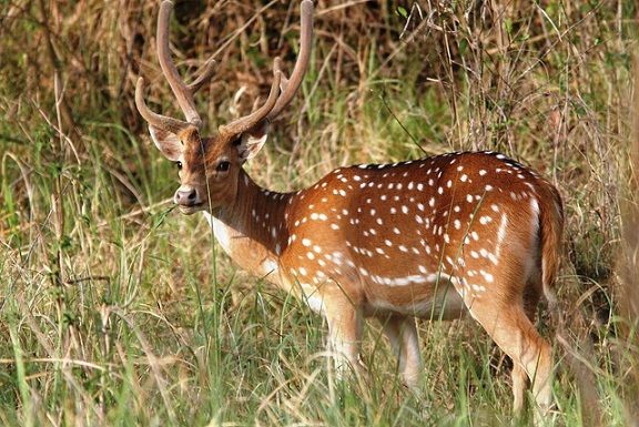 park-in-chhattisgarh-sitanadi-wildlife-sanctuary