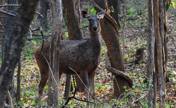 parks-in-odisha-ushakothi-wildlife-sanctuary