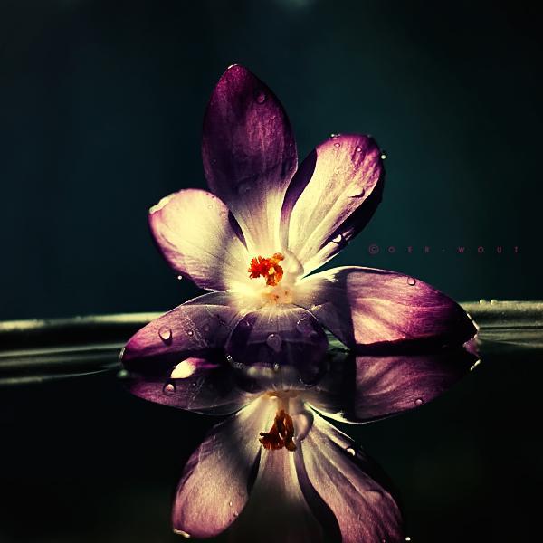 Flower Photography by Oer Wout