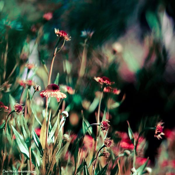 Flower Photography by Oer Wout