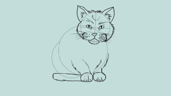 Hogyan rajzolj egy macskát?