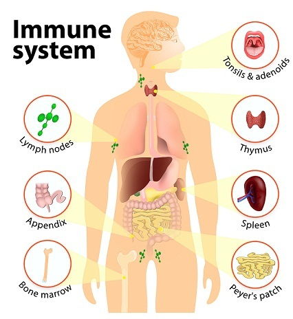 Boost your Immune System