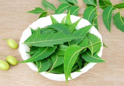 neem-leaves-to-remove-prhljaj-trajno