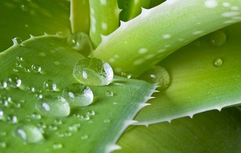 Aloe vera-to-remove-pleiskana - visam laikui