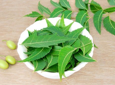 Kako to Remove Pimple in One Day-neem leaves