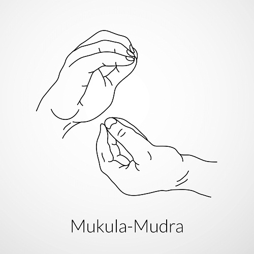 Mukula Mudra
