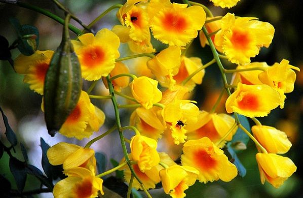 parkok-in-Manipurban-khonghampat-orchidarium