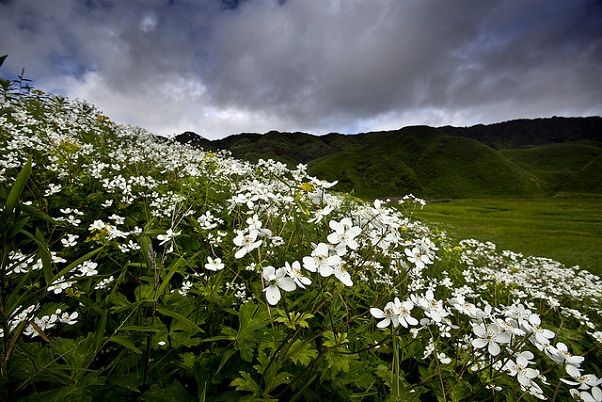 parkok-in-Nagaland-dzukou-virág-völgy