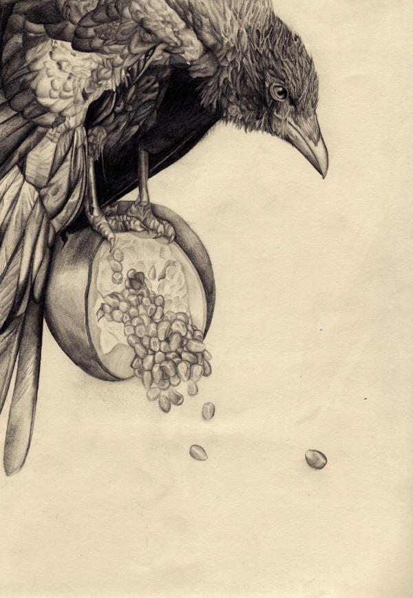 Pencil drawings by Amy Dover